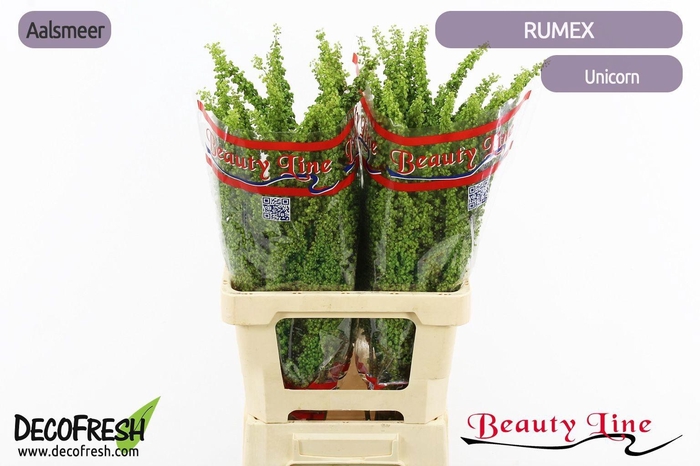 <h4>RUMEX CRISP UNICORN</h4>