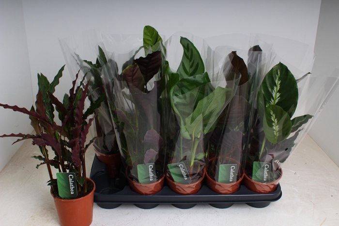 <h4>CALAT GEM 4 SRT</h4>