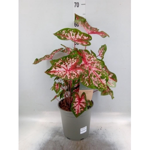 Caladium   ...