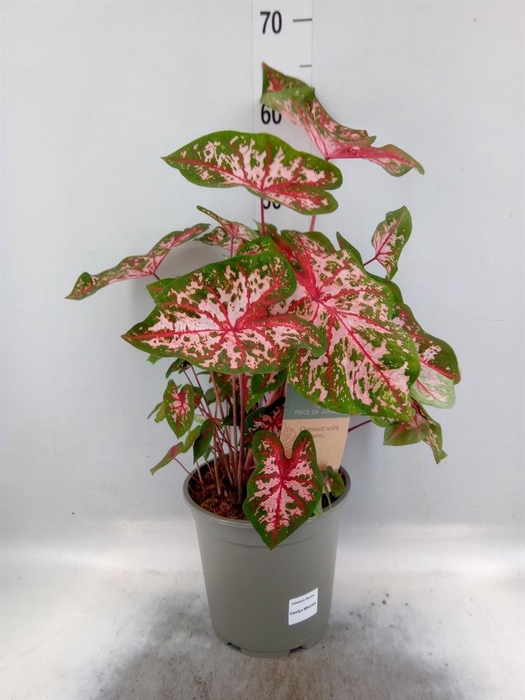 <h4>Caladium   ...</h4>