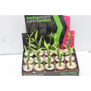 DRACENA LUCKY BAMBOO P06