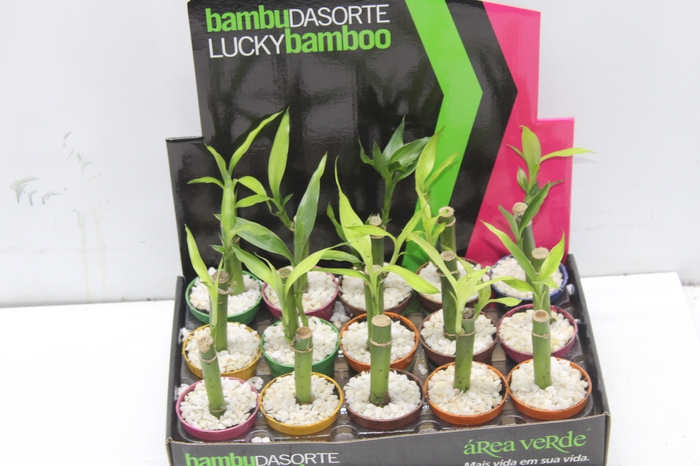 <h4>DRACENA LUCKY BAMBOO P06</h4>