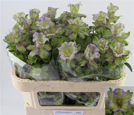 <h4>Campanula medium 'Evergreen Blue'</h4>