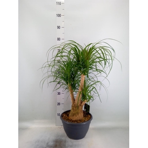 Beaucarnea recurvata