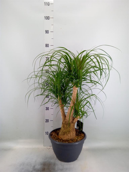 <h4>Beaucarnea recurvata</h4>
