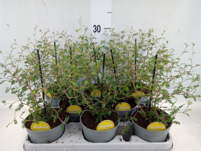 <h4>Sophora prostrata 'Little Baby'</h4>