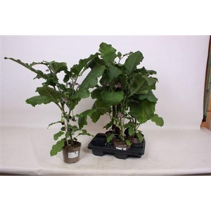 Aubergine Planten