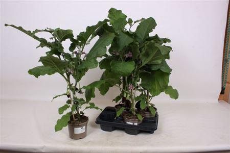 <h4>Aubergine Planten</h4>