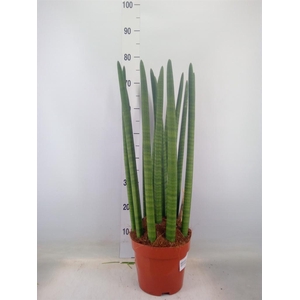 Sansevieria cyl.  ...