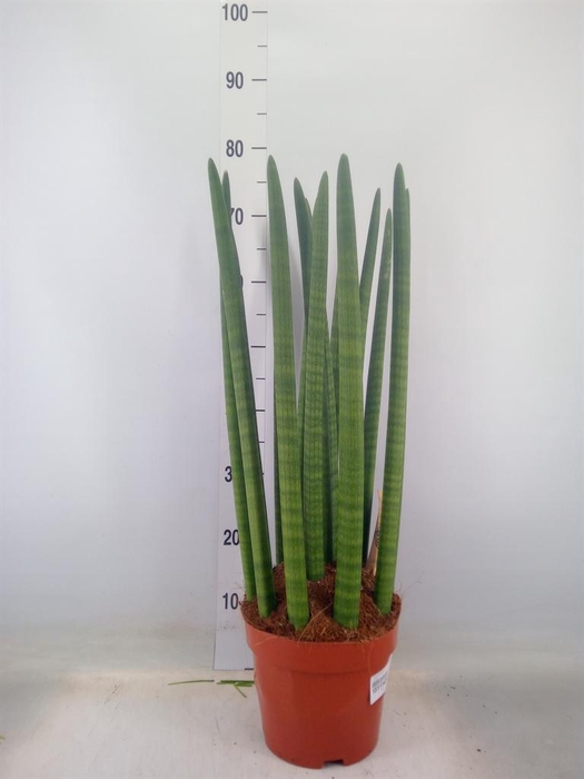 <h4>Sansevieria cyl.  ...</h4>