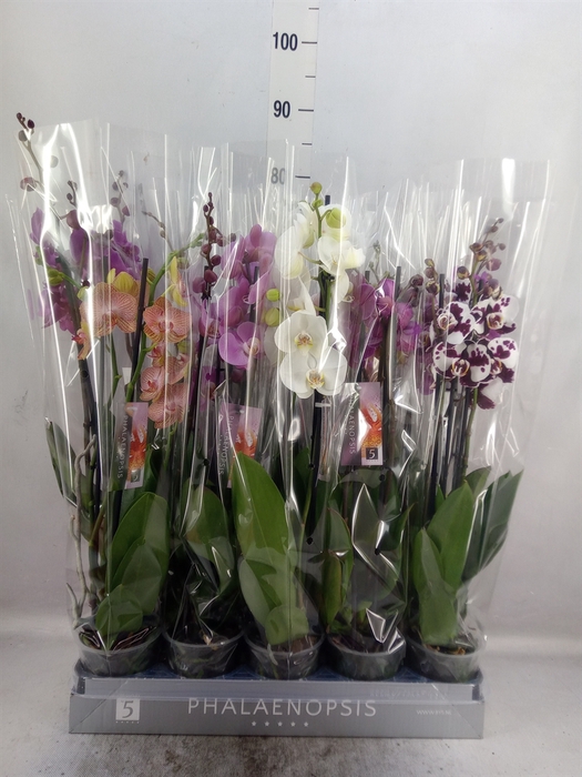 <h4>Phalaenopsis   ...mix  8</h4>