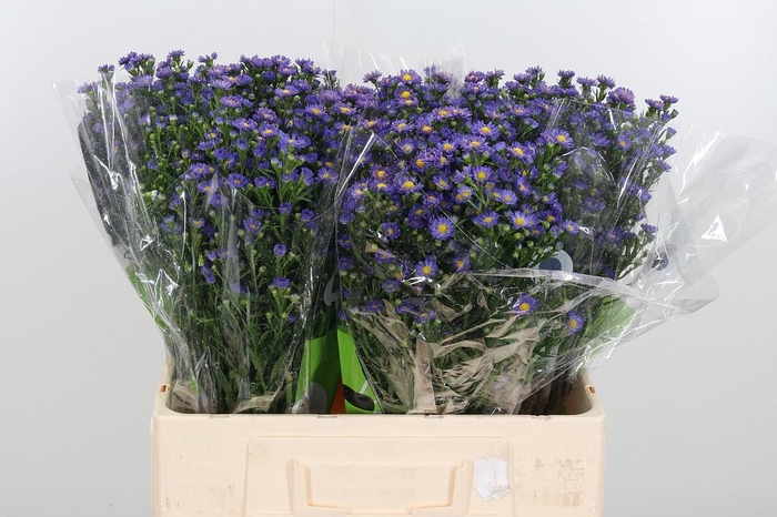 <h4>Ast Teeny Tiny Blue</h4>