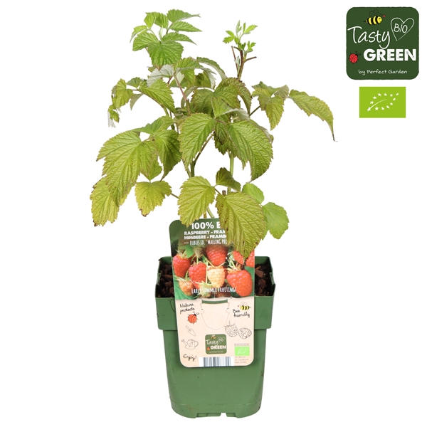 <h4>Rubus idaeus Malling Promise Bio P13</h4>