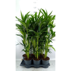 Howea forsteriana