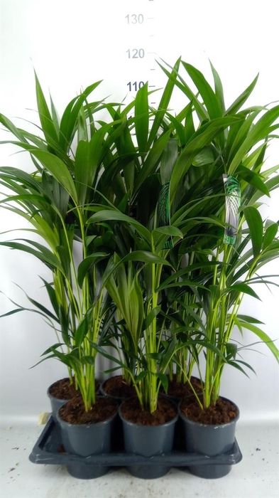 <h4>Howea forsteriana</h4>