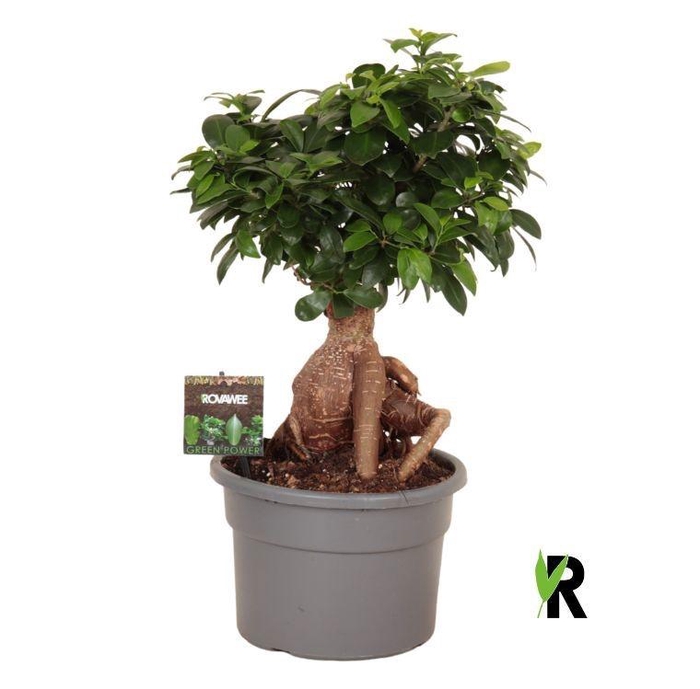 <h4>Ficus Mi Overig bonsai Ginseng</h4>