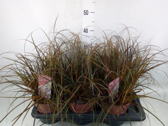 <h4>Uncinia rubra</h4>