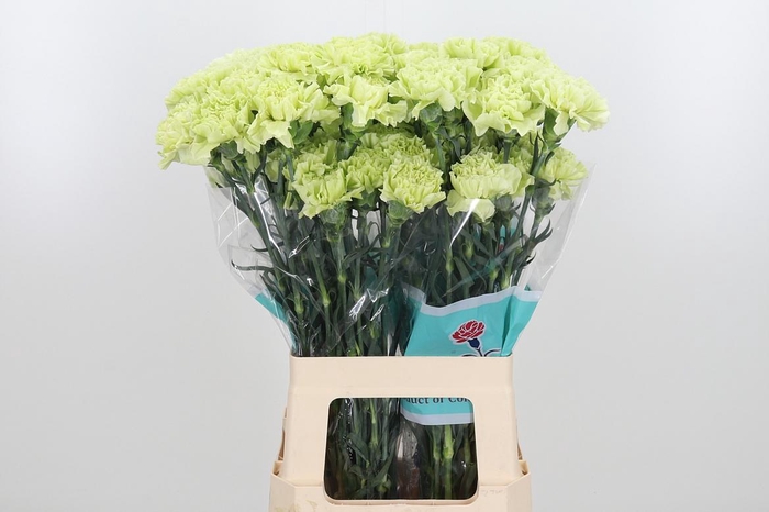 <h4>Di St Jungle</h4>