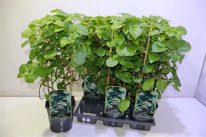 <h4>Hydr Petiolaris</h4>