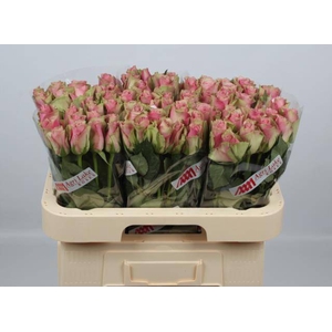 R GR BELLE ROSE