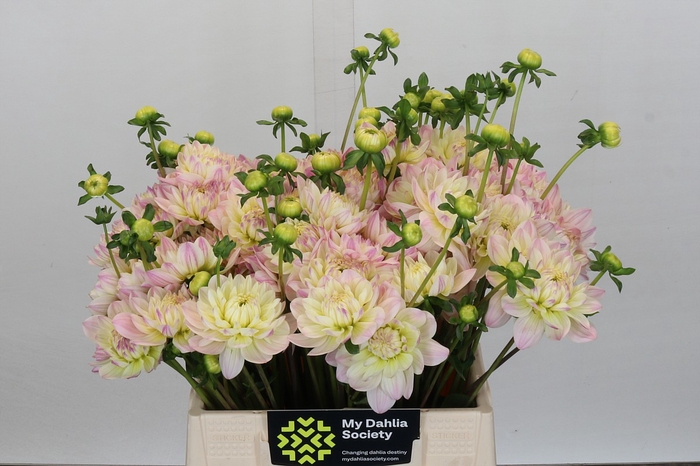 <h4>Dahlia Dianas Memory</h4>