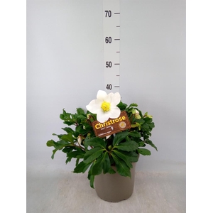 Helleborus niger 'Jasper'