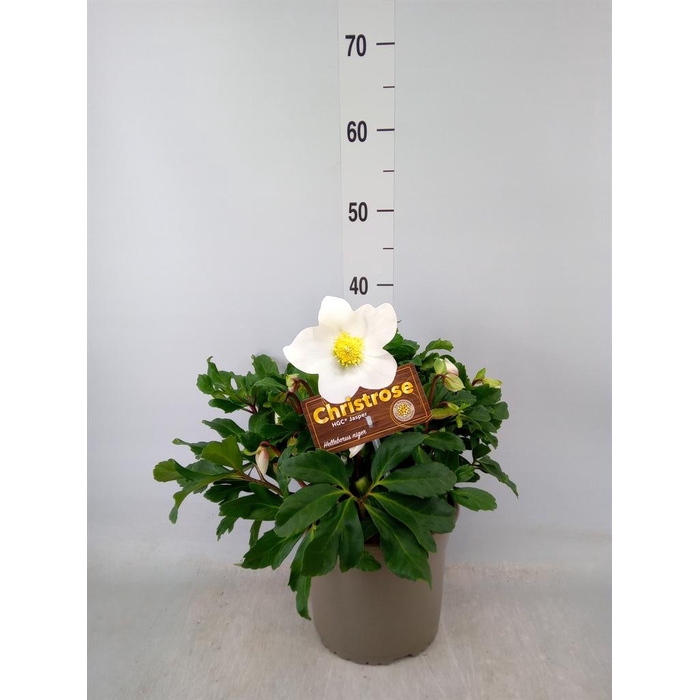 <h4>Helleborus niger 'Jasper'</h4>