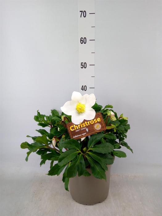 <h4>Helleborus niger 'Jasper'</h4>