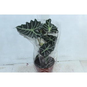 ALOCASIA POLLY P17