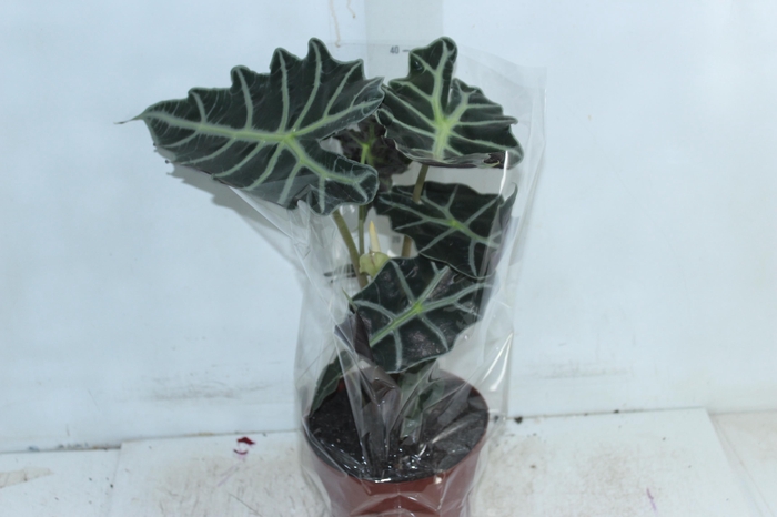 <h4>ALOCASIA POLLY P17</h4>