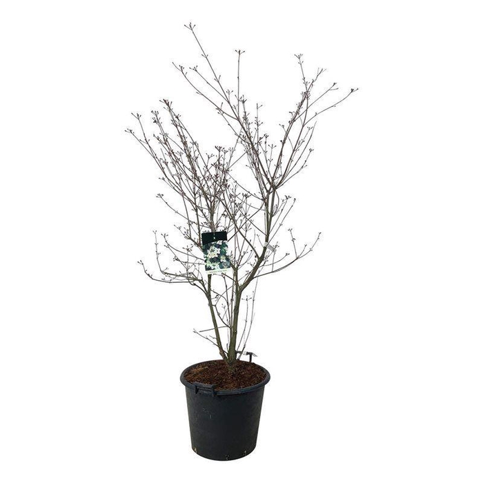 <h4>Cornus kousa 'Wieting's Select'</h4>