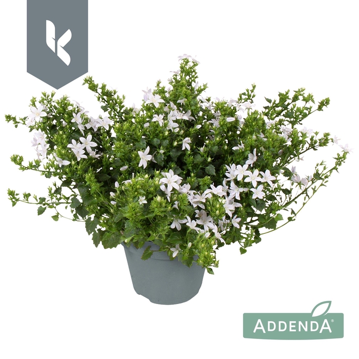 <h4>Campanula Adansa White</h4>