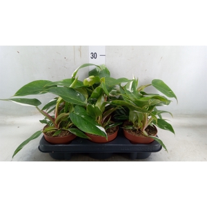 Philodendron   ...
