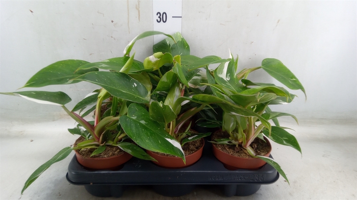<h4>Philodendron   ...</h4>