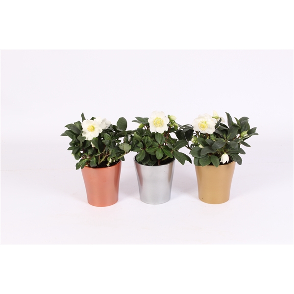 <h4>Helleborus Christmas Carol in pot stefanie 3 ass. keramiek</h4>