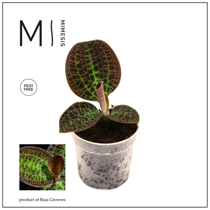 <h4>Mimesis Jewel Orchid KARMA Macodes Tiger Eye - 7cm</h4>