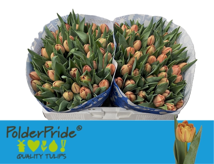 <h4>TU DU LORENZO</h4>