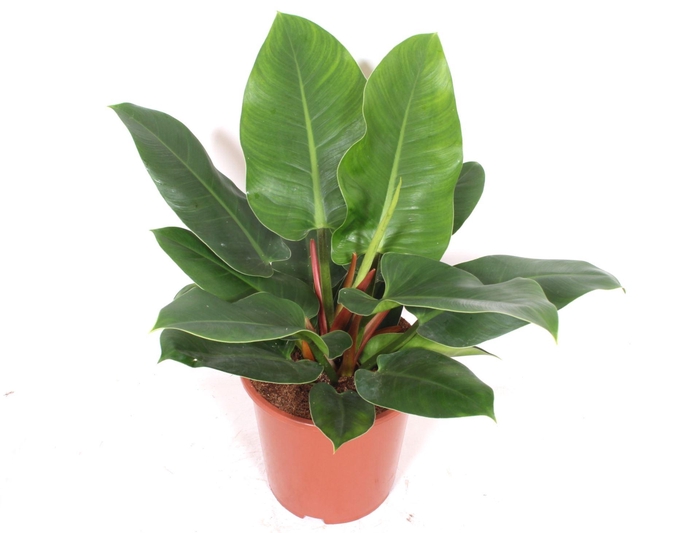<h4>Philodendron Imperial Green</h4>