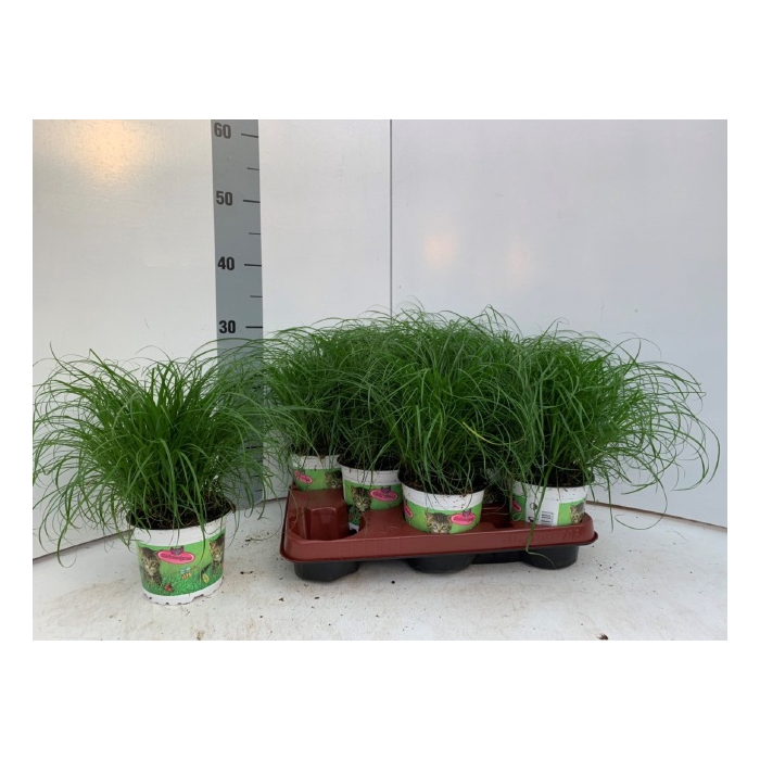 <h4>Cyperus alternifolius Zumula 12Ø 30cm</h4>