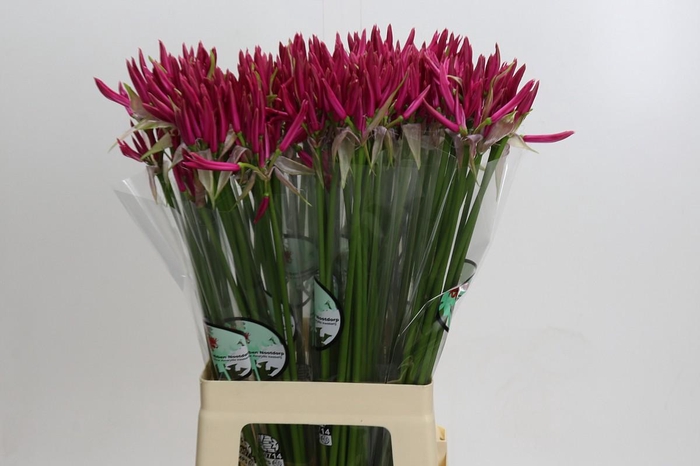 <h4>Nerine Favoriet</h4>