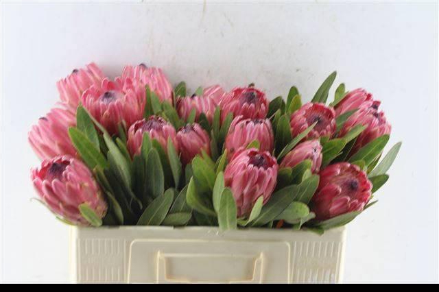 <h4>PROTEA RED ICE</h4>