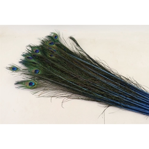 Feather Peacock L90-100 Naturel Dark Blue