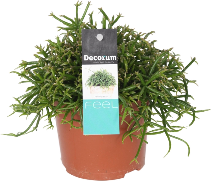 Rhipsalis bacci. Oasis D10,5