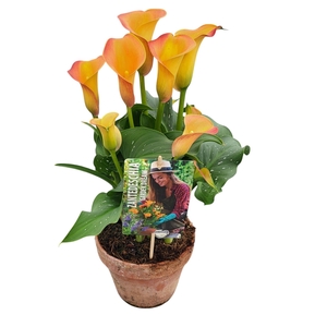 Zantedeschia Garden Dream 'Captain Brunello' in rustieke pot