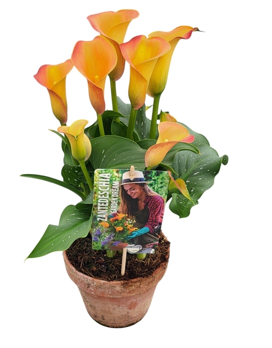 <h4>Zantedeschia Garden Dream 'Captain Brunello' in rustieke pot</h4>