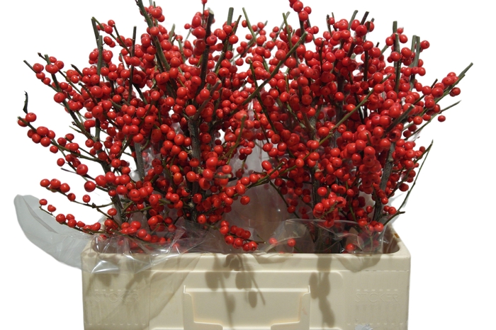 <h4>ILEX VE RODE BES</h4>