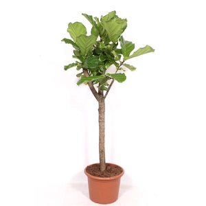 Ficus lyrata