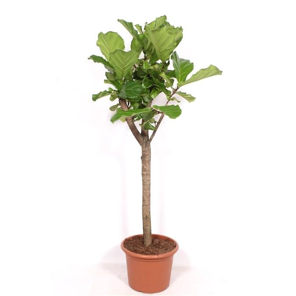 <h4>Ficus lyrata</h4>