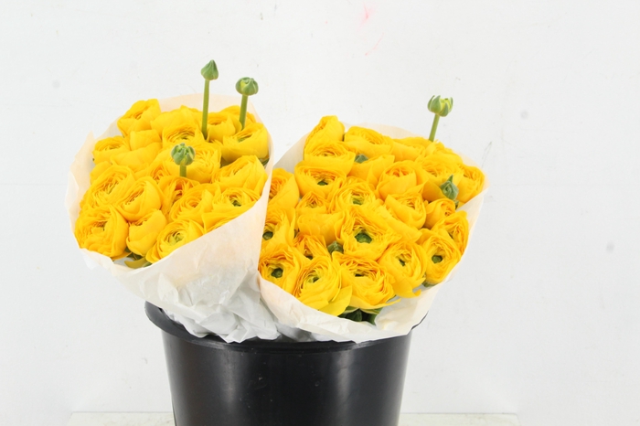 <h4>RAN SUCCES YELLOW</h4>