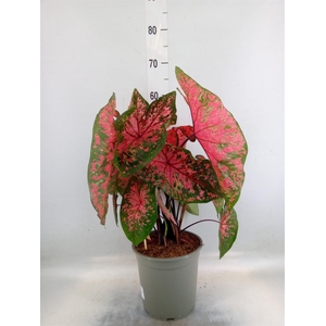 Caladium   ...